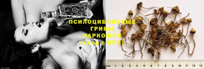 где купить наркоту  Тулун  Галлюциногенные грибы Psilocybe 